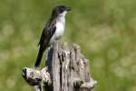 Eastern Kingbird