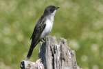 Eastern Kingbird