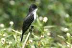 Eastern Kingbird