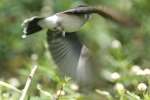 Eastern Kingbird