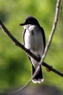 Eastern Kingbird