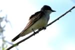 Eastern Kingbird