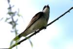 Eastern Kingbird