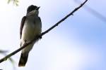 Eastern Kingbird