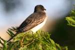 Eastern Kingbird