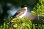 Eastern Kingbird