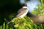Eastern Kingbird
