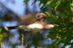 Eastern Kingbird