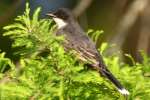 Eastern Kingbird
