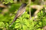 Eastern Kingbird