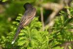 Eastern Kingbird