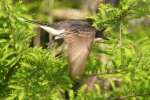 Eastern Kingbird