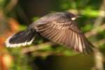 Eastern Kingbird