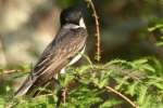Eastern Kingbird