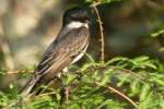 Eastern Kingbird