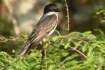 Eastern Kingbird