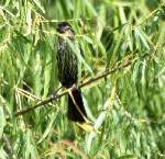 Sulphur-bellied Flycatcher