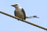 Scissor-tailed Flycatcher