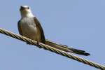 Scissor-tailed Flycatcher