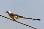 Scissor-tailed Flycatcher