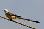 Scissor-tailed Flycatcher