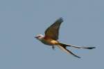 Scissor-tailed Flycatcher