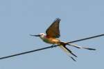 Scissor-tailed Flycatcher