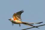 Scissor-tailed Flycatcher