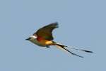 Scissor-tailed Flycatcher