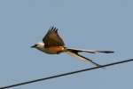 Scissor-tailed Flycatcher