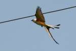 Scissor-tailed Flycatcher