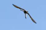 Scissor-tailed Flycatcher