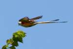 Scissor-tailed Flycatcher