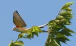 Scissor-tailed Flycatcher