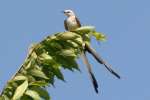 Scissor-tailed Flycatcher
