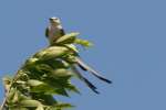 Scissor-tailed Flycatcher