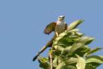 Scissor-tailed Flycatcher