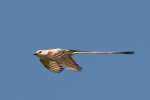 Scissor-tailed Flycatcher
