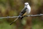 Scissor-tailed Flycatcher