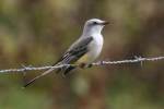 Scissor-tailed Flycatcher