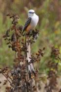 Scissor-tailed Flycatcher