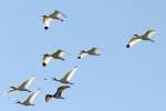 White Ibis