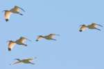 White Ibis