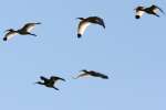 White Ibis