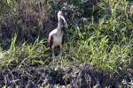 White Ibis