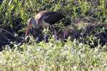 White Ibis