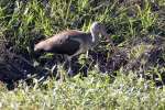 White Ibis