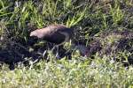 White Ibis