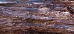 Miscellaneous Pictures