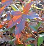 Miscellaneous Pictures